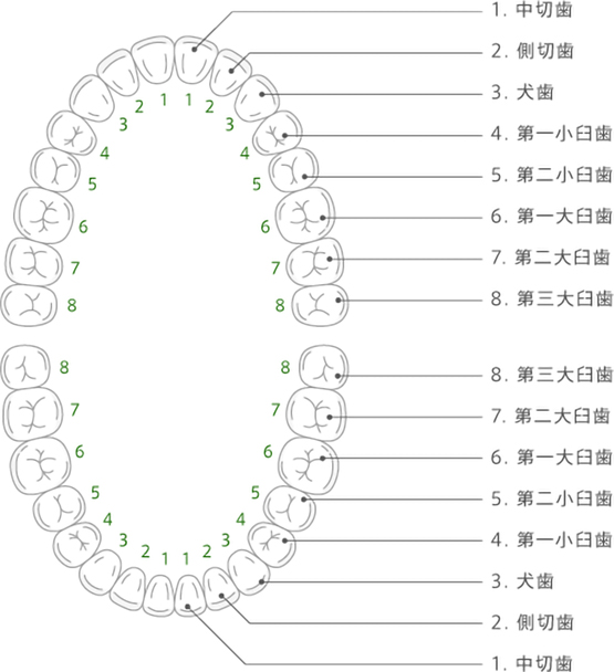 3 歯の名称 石神井公園の歯科と矯正歯科 歯医者 口腔外科 練馬区石神井公園 大泉学園