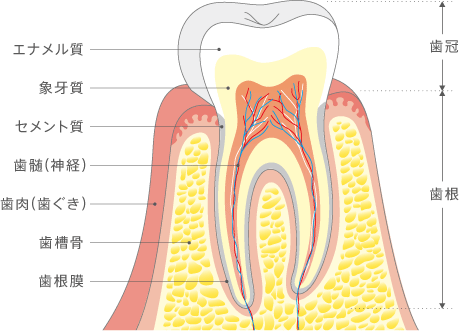 歯冠歯根比