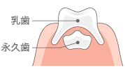 永久歯の出来方